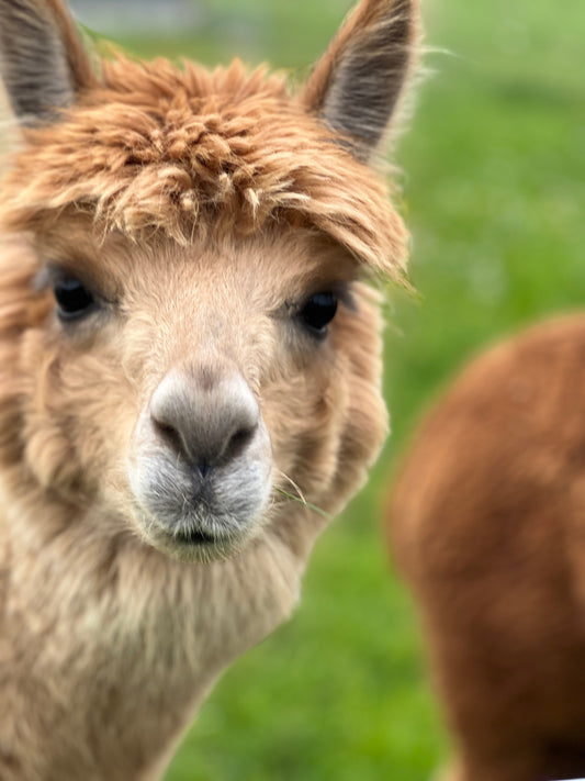 Was ist Baby Alpaka Wolle?